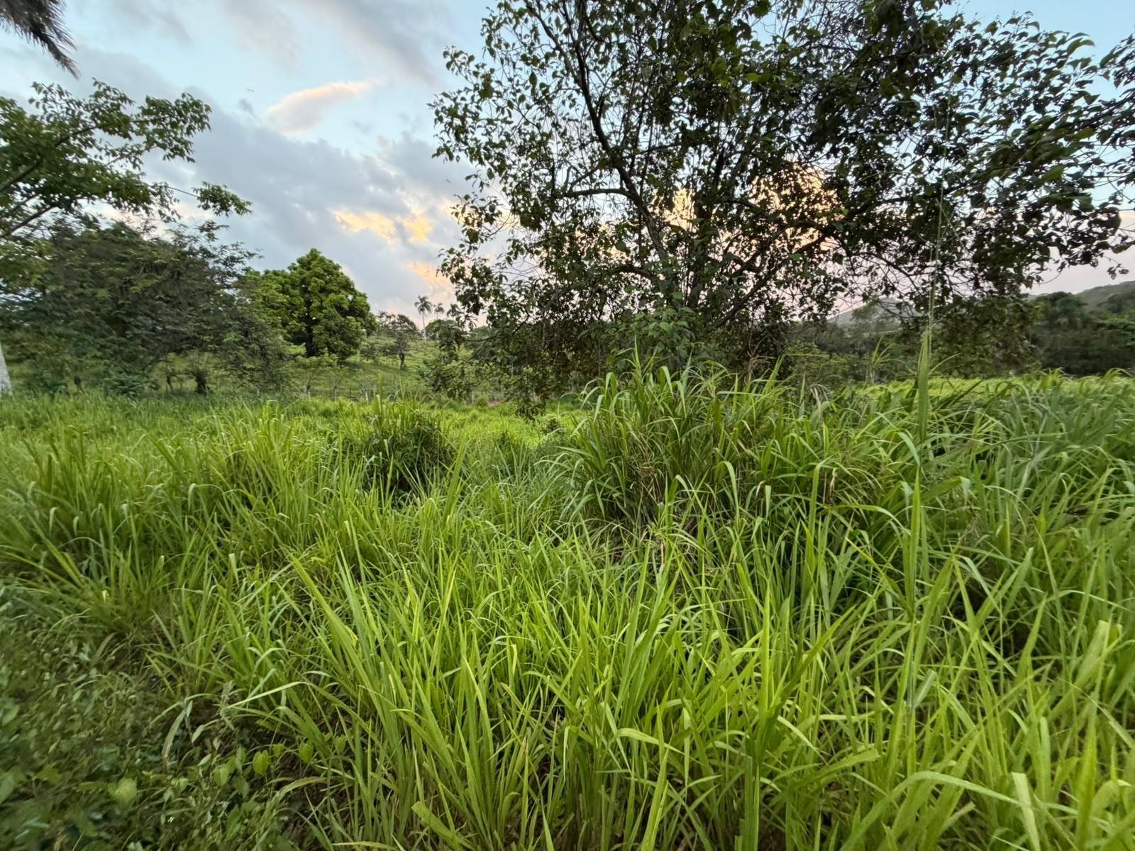 Terreno en El Mamey, Higüey en El Mamey, Higüey — foto 3