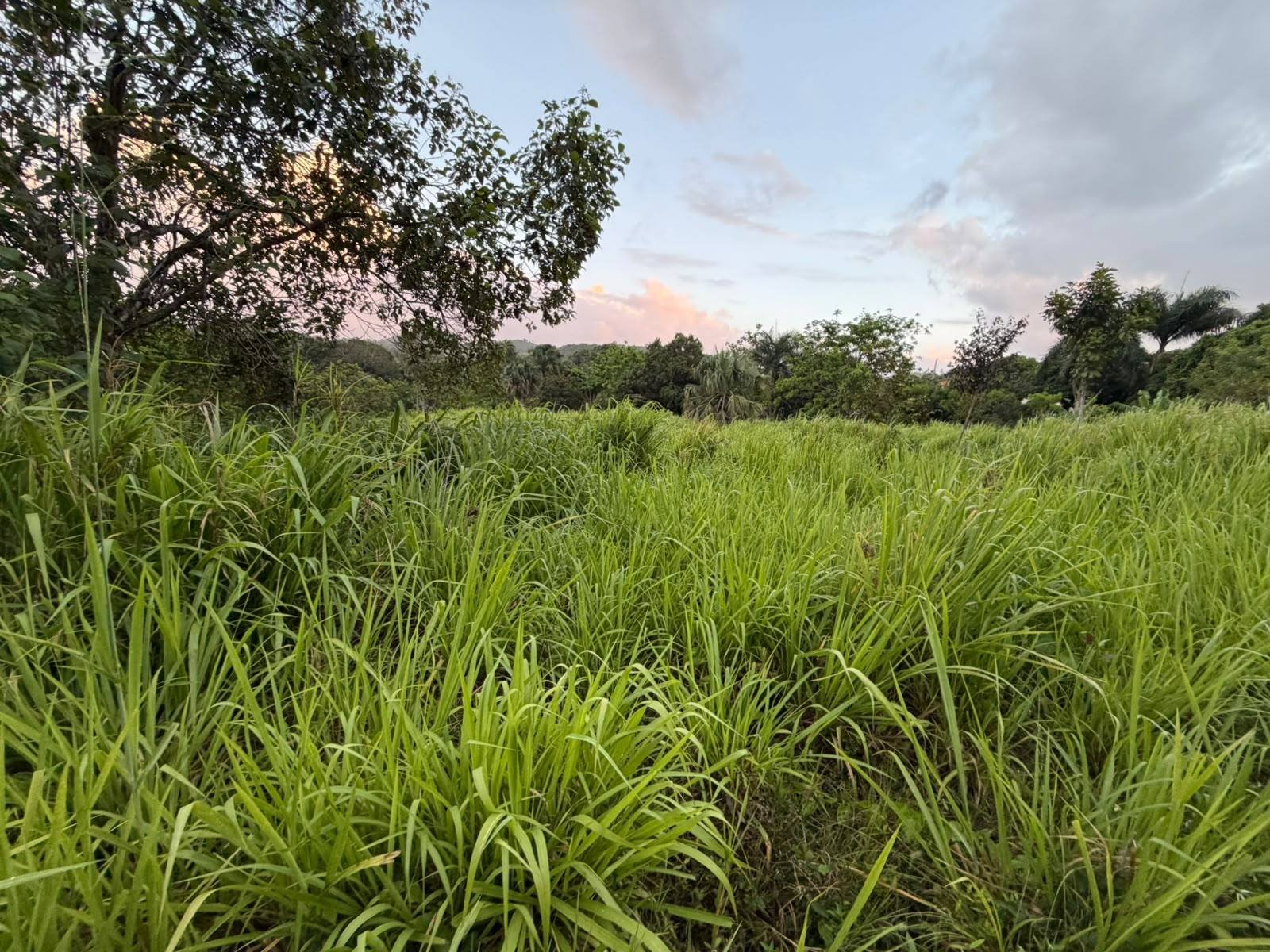 Terreno en El Mamey, Higüey en El Mamey, Higüey